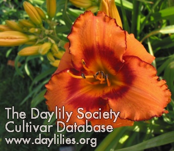 Daylily Hell's Angel
